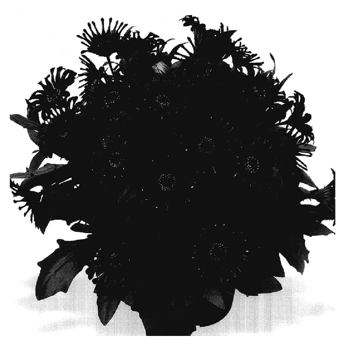 Figure 1 of US plant patent PP18017, the photograph of Duetispodepur printed in the patent.
