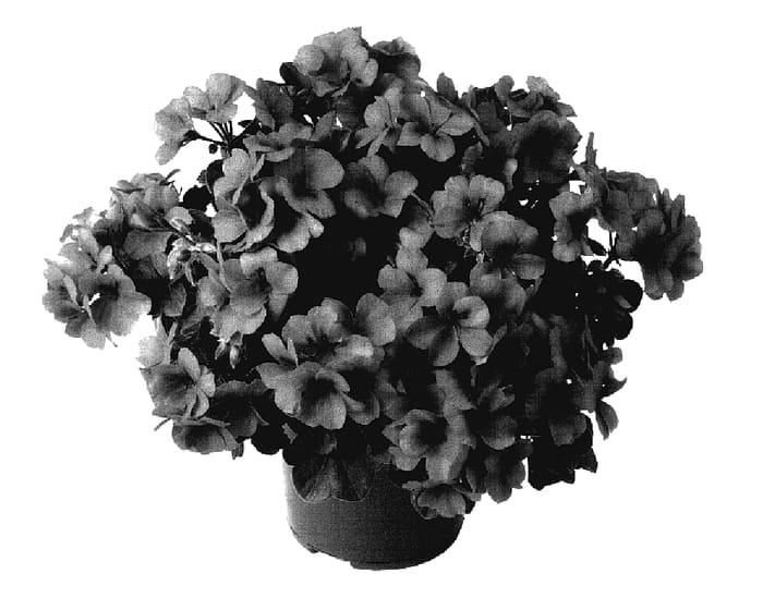 Figure 1 of US plant patent PP18018, the photograph of Dueimpahopi printed in the patent.
