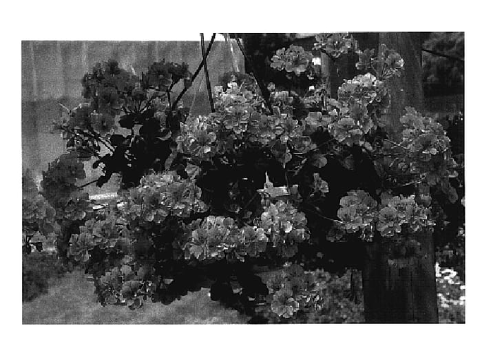 Figure 1 of US plant patent PP18019, the photograph of KLEP04116 printed in the patent.