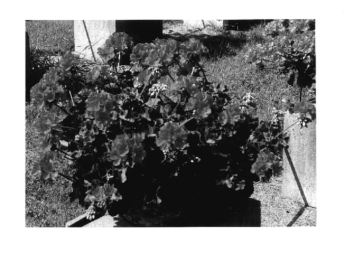 Figure 1 of US plant patent PP18021, the photograph of KLEP04134 printed in the patent.