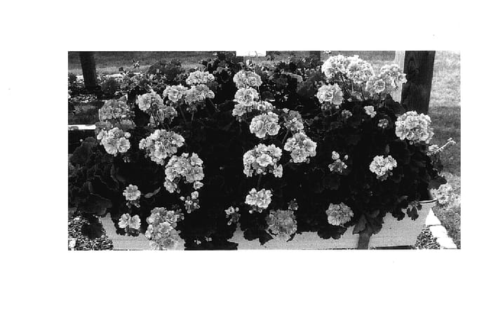 Figure 1 of US plant patent PP18022, the photograph of KLEP04133 printed in the patent.