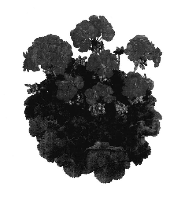 Figure 1 of US plant patent PP18023, the photograph of KLEP04130 printed in the patent.