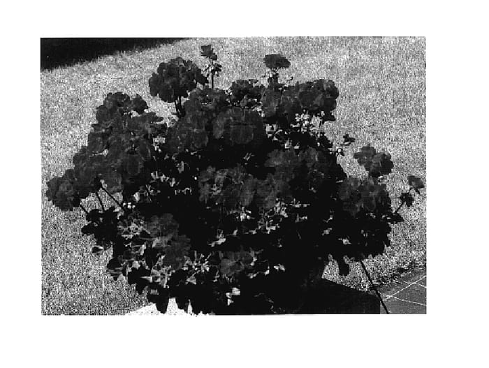 Figure 1 of US plant patent PP18024, the photograph of KLEP03111 printed in the patent.