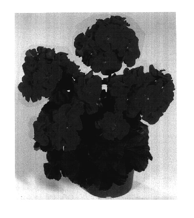 Figure 1 of US plant patent PP18025, the photograph of KLEP03107 printed in the patent.