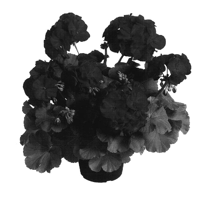 Figure 1 of US plant patent PP18026, the photograph of Dueimvidared printed in the patent.