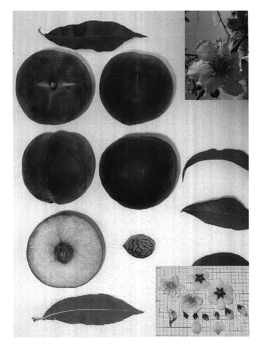 Figure 1 of US plant patent PP18027, the photograph of SUGARPEACH II printed in the patent.