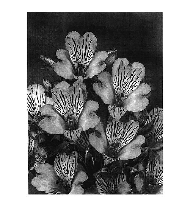 Figure 1 of US plant patent PP18028, the photograph of Zalsabrand printed in the patent.