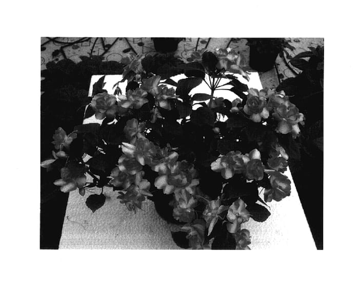 Figure 1 of US plant patent PP18029, the photograph of Silte Oransar printed in the patent.