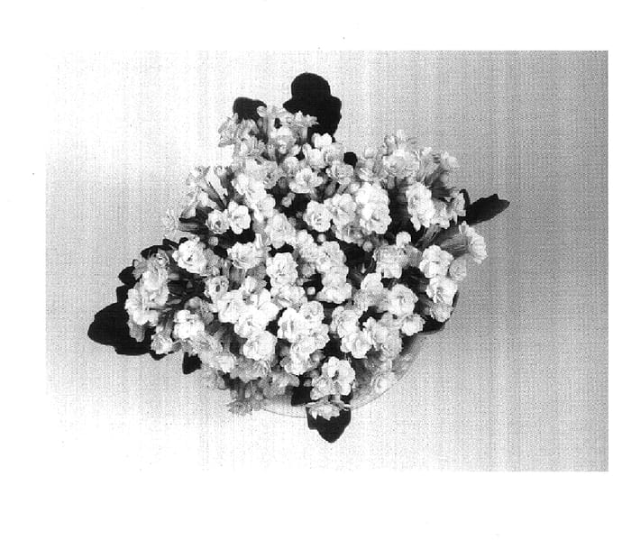 Figure 1 of US plant patent PP18030, the photograph of AFRICAN SUNSHINE printed in the patent.