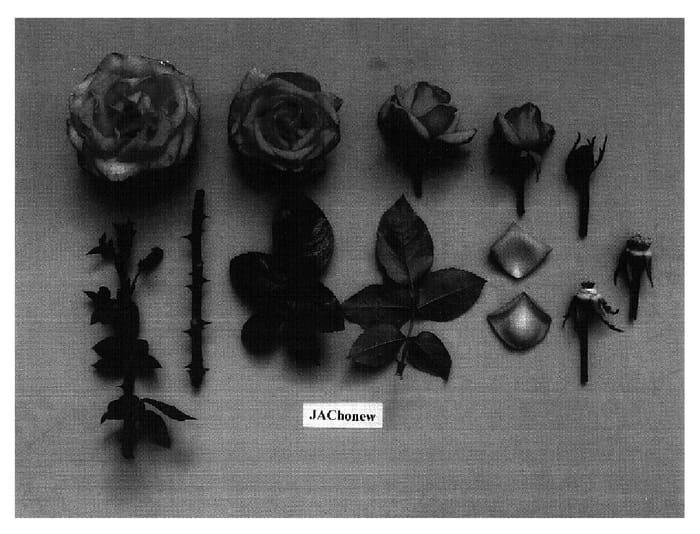 Figure 1 of US plant patent PP18031, the photograph of JAChonew printed in the patent.