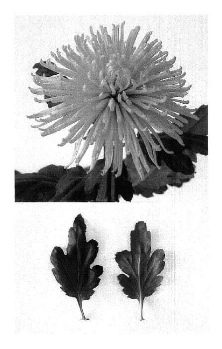 Figure 1 of US plant patent PP18032, the photograph of Anastasia Green printed in the patent.