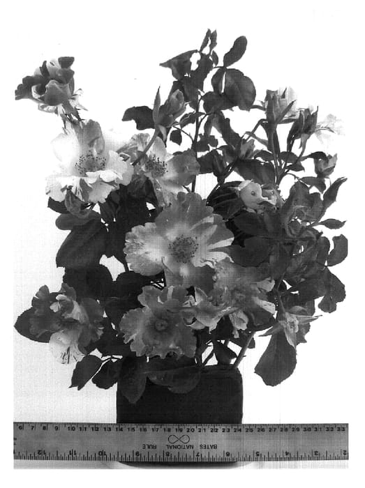 Figure 1 of US plant patent PP18033, the photograph of WEKbecfoj printed in the patent.