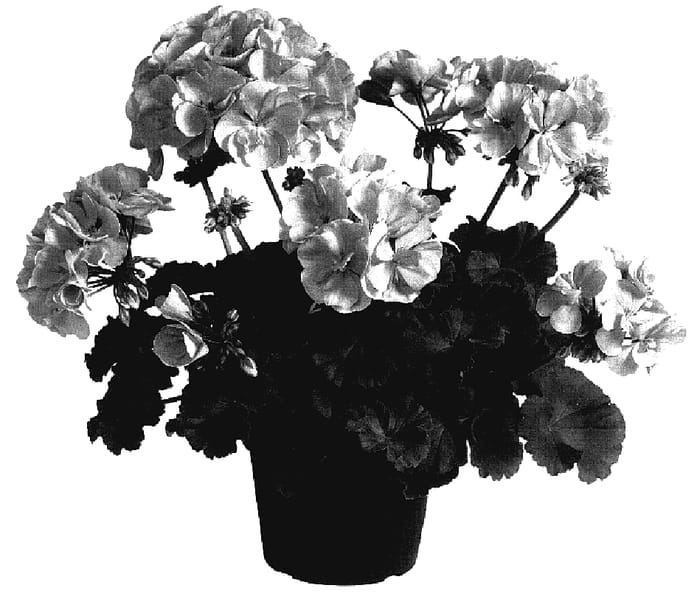 Figure 1 of US plant patent PP18034, the photograph of Dueamanda printed in the patent.