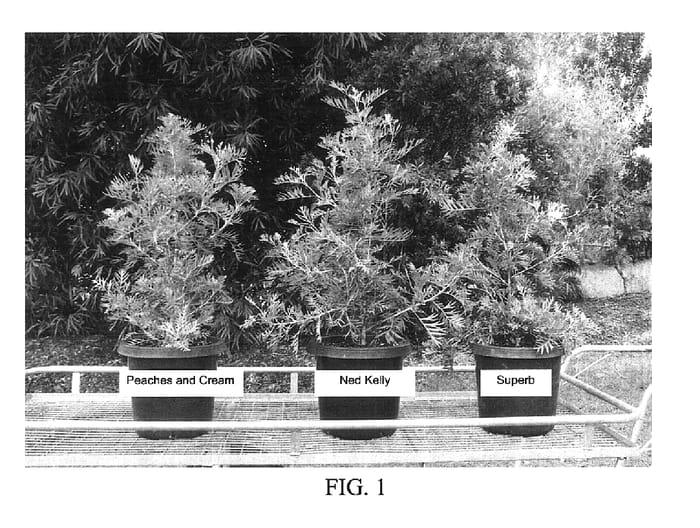 Figure 1 of US plant patent PP18035, the photograph of Peaches and Cream printed in the patent.