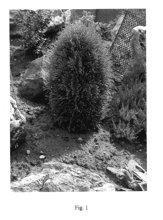 Figure 1 of US plant patent PP18036, the photograph of Silvanus 1 printed in the patent.