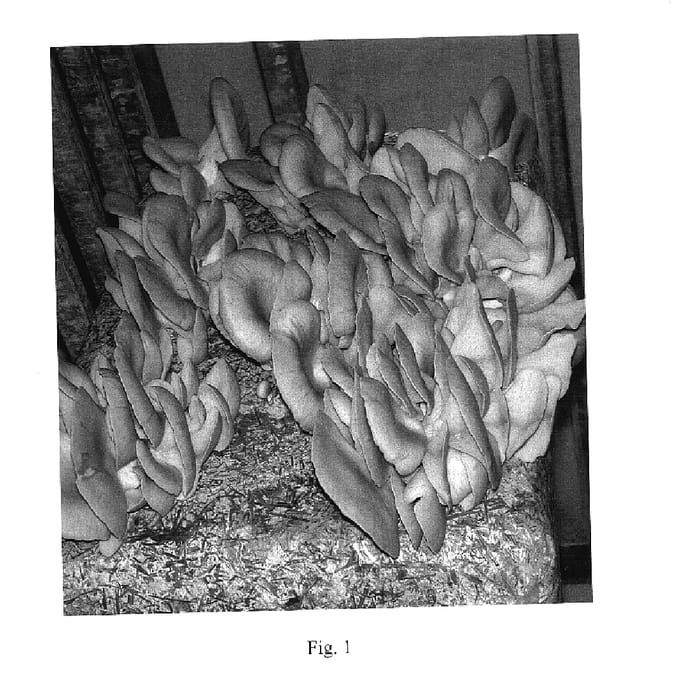 Figure 1 of US plant patent PP18037, the photograph of Spoppo printed in the patent.
