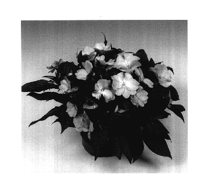 Figure 1 of US plant patent PP18038, the photograph of Tamar Light Violet printed in the patent.