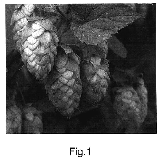 Figure 1 of US plant patent PP18039, the photograph of Summit printed in the patent.