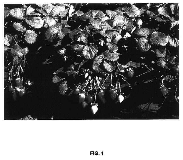 Figure 1 of US plant patent PP18040, the photograph of Driscoll Sausalito printed in the patent.