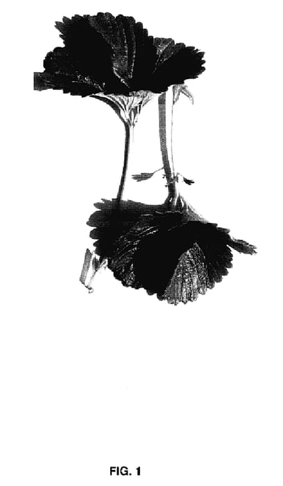 Figure 1 of US plant patent PP18041, the photograph of Driscoll Bonaire printed in the patent.