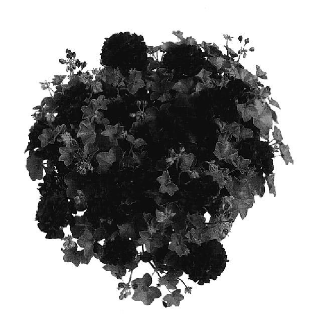 Figure 1 of US plant patent PP18042, the photograph of Free Rured printed in the patent.