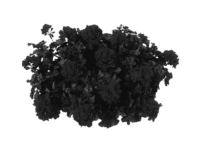 Figure 1 of US plant patent PP18043, the photograph of Free Derose printed in the patent.