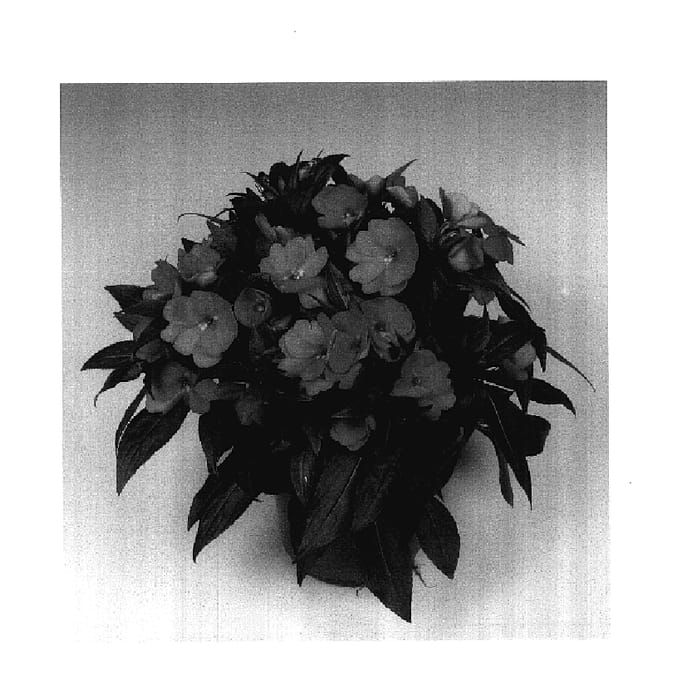 Figure 1 of US plant patent PP18044, the photograph of Tamar Dark Salmon printed in the patent.