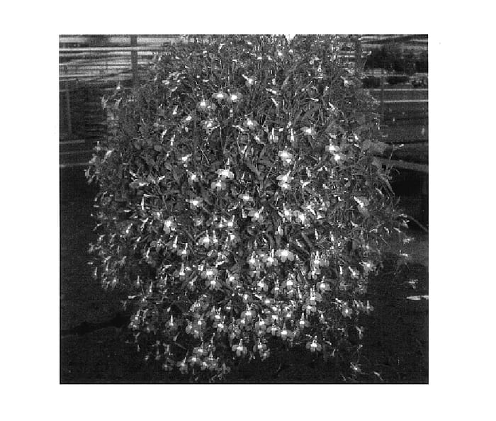 Figure 1 of US plant patent PP18045, the photograph of Grülo 06 printed in the patent.