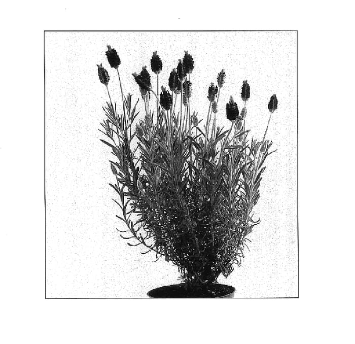 Figure 1 of US plant patent PP18046, the photograph of Toscane printed in the patent.