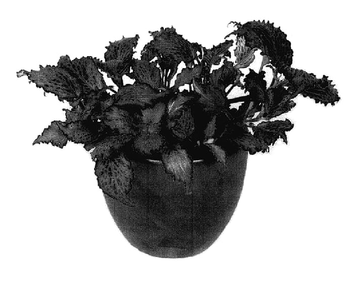 Figure 1 of US plant patent PP18047, the photograph of Red Star printed in the patent.