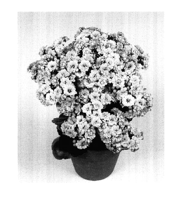 Figure 1 of US plant patent PP18048, the photograph of Fonda printed in the patent.