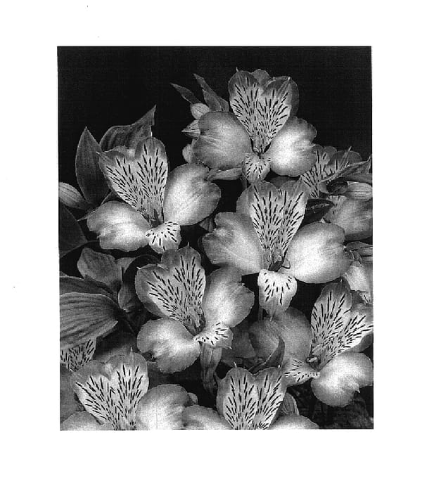 Figure 1 of US plant patent PP18049, the photograph of Zalsanem printed in the patent.