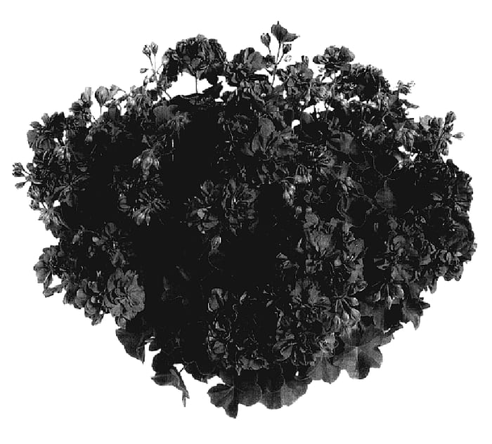 Figure 1 of US plant patent PP18050, the photograph of Free Orch printed in the patent.