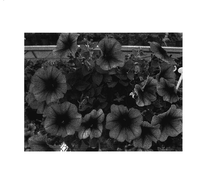 Figure 1 of US plant patent PP18051, the photograph of Jam Plumein printed in the patent.