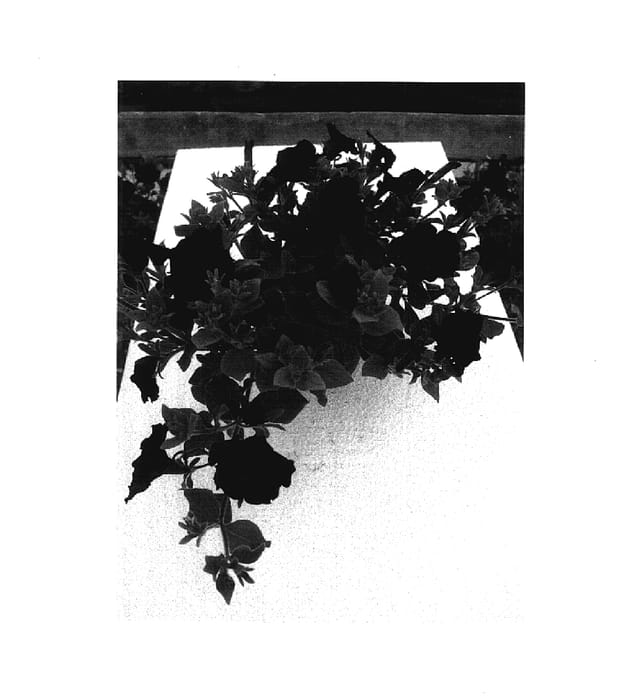 Figure 1 of US plant patent PP18052, the photograph of Whip Bule printed in the patent.