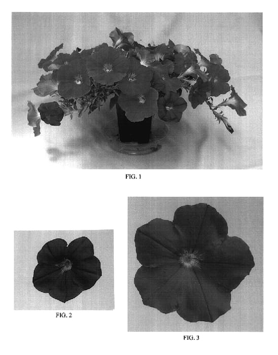 Figure 1 of US plant patent PP18053, the photograph of Balsunhopi printed in the patent.