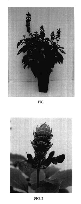 Figure 1 of US plant patent PP18054, the photograph of Balsalmisp printed in the patent.