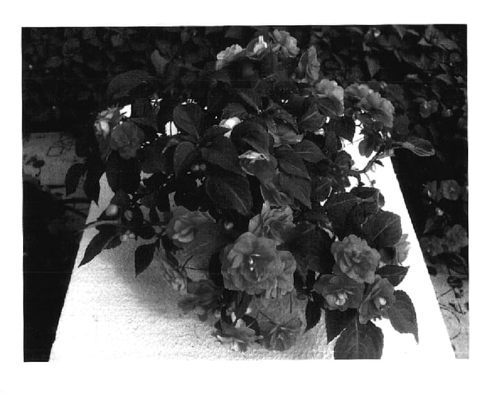 Figure 1 of US plant patent PP18056, the photograph of Silte Pinka printed in the patent.