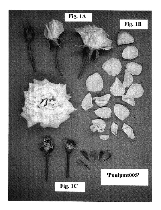 Figure 1 of US plant patent PP18057, the photograph of Poulpmt005 printed in the patent.