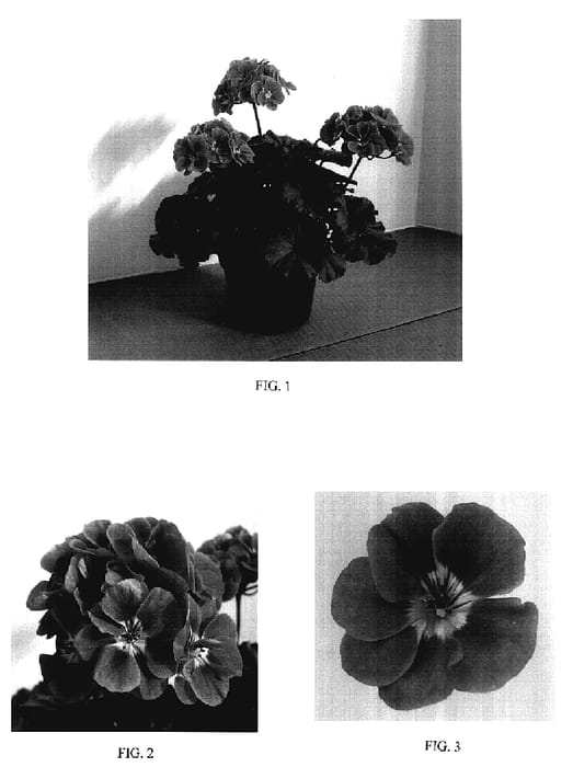 Figure 1 of US plant patent PP18058, the photograph of Ballurpinzle printed in the patent.