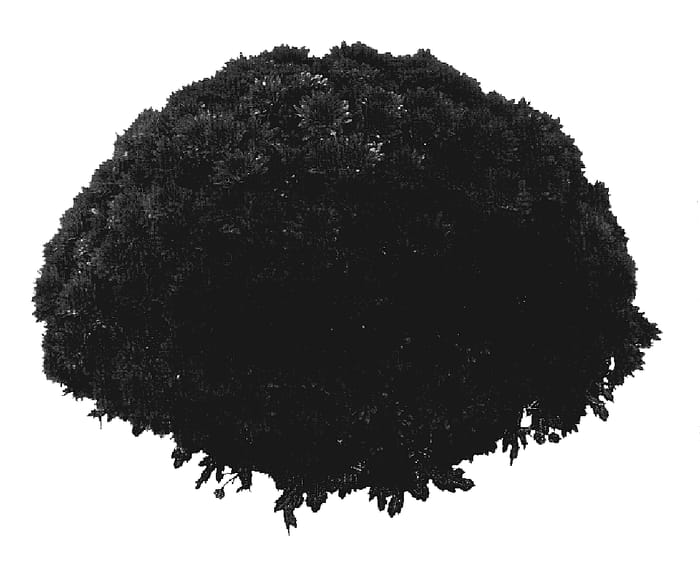 Figure 1 of US plant patent PP18059, the photograph of PPP PIZ R05 printed in the patent.