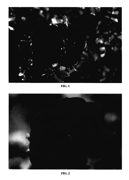 Figure 1 of US plant patent PP18060, the photograph of BAItown printed in the patent.