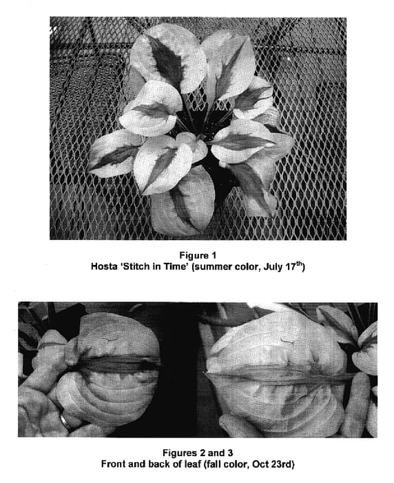 Figure 1 of US plant patent PP18061, the photograph of Stitch in Time printed in the patent.