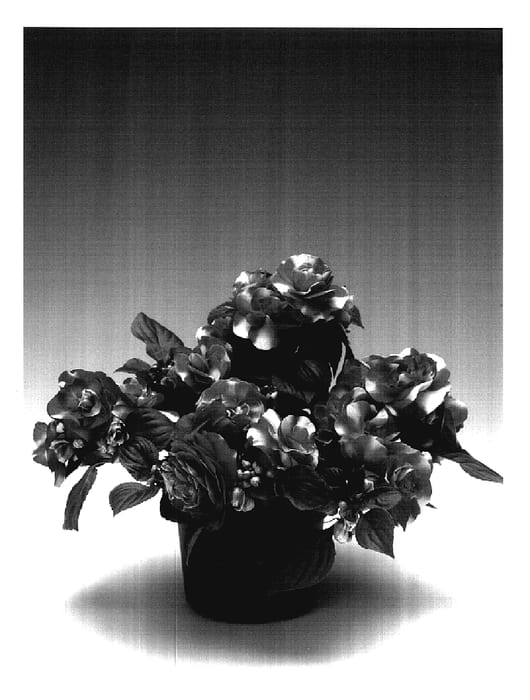 Figure 1 of US plant patent PP18062, the photograph of Imdobicor printed in the patent.
