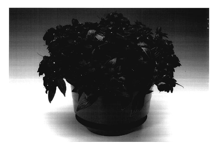 Figure 1 of US plant patent PP18063, the photograph of Ingmulvere printed in the patent.