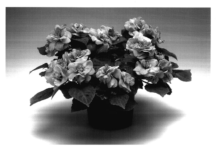 Figure 1 of US plant patent PP18064, the photograph of Imdopitwo printed in the patent.