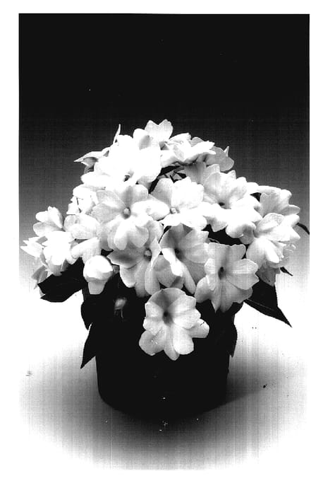 Figure 1 of US plant patent PP18065, the photograph of Ingmulwhi printed in the patent.