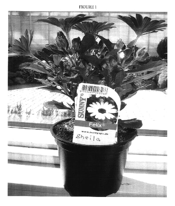 Figure 1 of US plant patent PP18066, the photograph of Shiela printed in the patent.