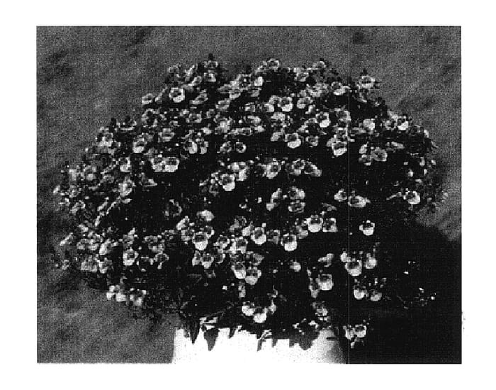 Figure 1 of US plant patent PP18067, the photograph of KLEDI04017 printed in the patent.