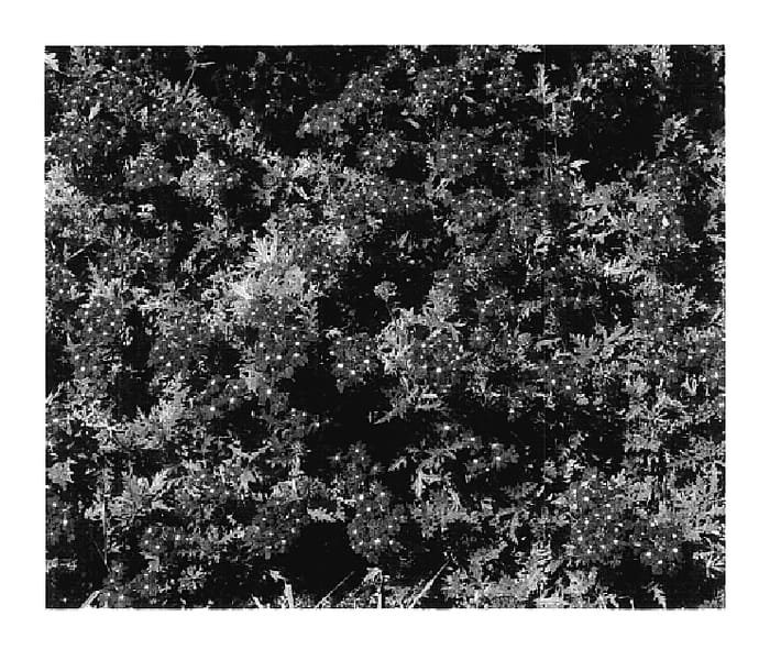 Figure 1 of US plant patent PP18068, the photograph of KLEVE04342 printed in the patent.